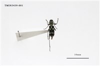 藏品(霧社細虎天牛)的圖片